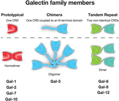 The Sweet-Side of Leukocytes: Galectins as Master Regulators of Neutrophil Function